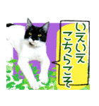 ヤングミツ夫の日常会話（夏バージョン)（個別スタンプ：23）