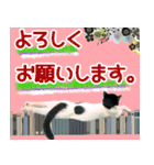 ヤングミツ夫の日常会話（夏バージョン)（個別スタンプ：24）