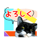ヤングミツ夫の日常会話（夏バージョン)（個別スタンプ：25）