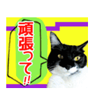 ヤングミツ夫の日常会話（夏バージョン)（個別スタンプ：28）