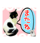 ヤングミツ夫の日常会話（夏バージョン)（個別スタンプ：40）