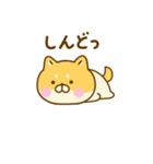 友達と使えるゆる柴犬（個別スタンプ：12）