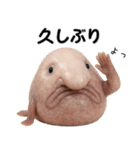 ブロブフィッシュ希少種（個別スタンプ：2）