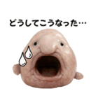 ブロブフィッシュ希少種（個別スタンプ：22）