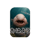 ブロブフィッシュ希少種（個別スタンプ：23）