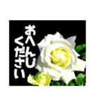 返信待ちor拒否（個別スタンプ：9）