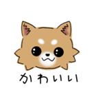 とにかくチワワかわいい（個別スタンプ：1）