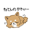 とにかくチワワかわいい（個別スタンプ：11）
