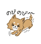 とにかくチワワかわいい（個別スタンプ：25）