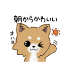 とにかくチワワかわいい（個別スタンプ：31）