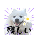 毎日使えるブサカワハクちゃん。②（個別スタンプ：4）
