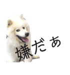 毎日使えるブサカワハクちゃん。②（個別スタンプ：5）