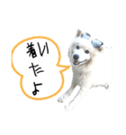 毎日使えるブサカワハクちゃん。②（個別スタンプ：7）