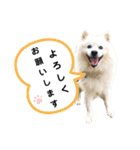 毎日使えるブサカワハクちゃん。②（個別スタンプ：9）