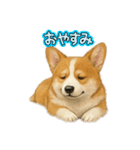 西野さん犬さんスタンプ コーギー（個別スタンプ：2）