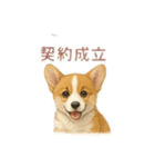 西野さん犬さんスタンプ コーギー（個別スタンプ：5）