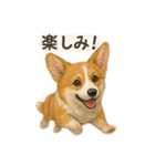 西野さん犬さんスタンプ コーギー（個別スタンプ：8）