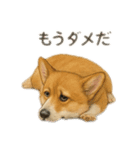 西野さん犬さんスタンプ コーギー（個別スタンプ：11）
