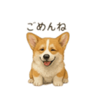 西野さん犬さんスタンプ コーギー（個別スタンプ：14）