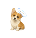 西野さん犬さんスタンプ コーギー（個別スタンプ：16）