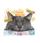 20ニャンズの日常（個別スタンプ：1）