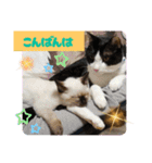 20ニャンズの日常（個別スタンプ：3）