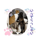 20ニャンズの日常（個別スタンプ：6）