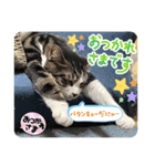 20ニャンズの日常（個別スタンプ：7）