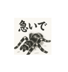 タランチュラ（水墨画風）（個別スタンプ：14）