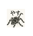 タランチュラ（水墨画風）（個別スタンプ：16）
