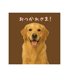 いつでもゴールデン・レトリバー（個別スタンプ：4）