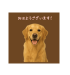 いつでもゴールデン・レトリバー（個別スタンプ：6）