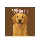 いつでもゴールデン・レトリバー（個別スタンプ：7）