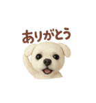 パープル一家のマルチーズ（個別スタンプ：4）