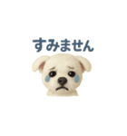 パープル一家のマルチーズ（個別スタンプ：8）