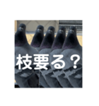 はとむかつく2（個別スタンプ：1）