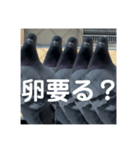 はとむかつく2（個別スタンプ：5）