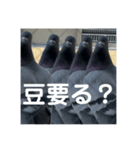 はとむかつく2（個別スタンプ：7）