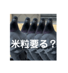 はとむかつく2（個別スタンプ：8）