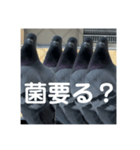 はとむかつく2（個別スタンプ：10）