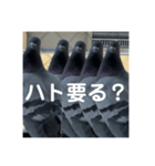 はとむかつく2（個別スタンプ：12）