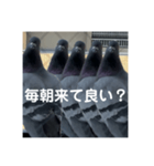 はとむかつく2（個別スタンプ：15）