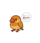 ぴーしゃ＆じぃじの文鳥すたんぷ♪（個別スタンプ：13）