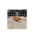 ぺーさんと日常(movie ver.)（個別スタンプ：3）