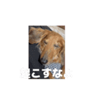 ぺーさんと日常(movie ver.)（個別スタンプ：4）