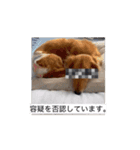 ぺーさんと日常(movie ver.)（個別スタンプ：15）