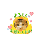 ねこのボンちゃん・あいさつまとめ（個別スタンプ：2）