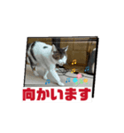 ねこのボンちゃん・あいさつまとめ（個別スタンプ：5）