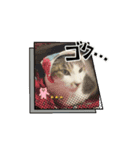 ねこのボンちゃん・あいさつまとめ（個別スタンプ：6）