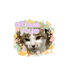 ねこのボンちゃん・あいさつまとめ（個別スタンプ：8）
